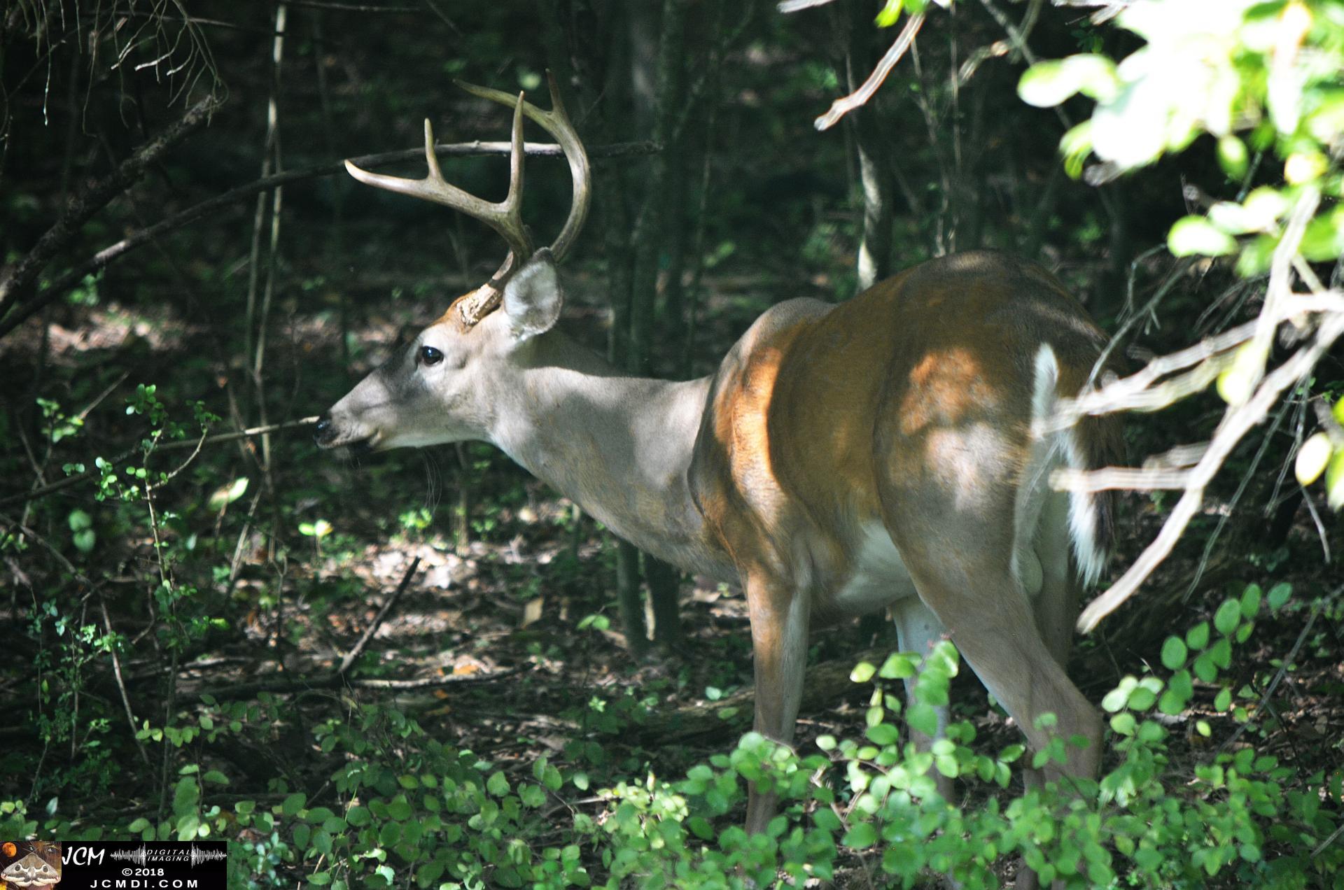 A Buck in the Woods at Old Hickory Lake TN